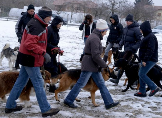 Cours collectif education canine